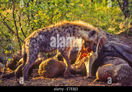 La iena alimentazione sulle ossa di elefanti nel parco Etosha NAMIBIA Foto Stock
