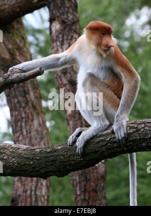 Giovane maschio del Sud Est Asiatico proboscide o becchi lunghi di scimmia (Nasalis larvatus) che pongono in una struttura ad albero Foto Stock