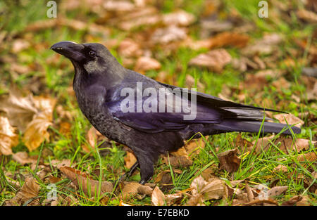 JUNGLE CROW ALLA RICERCA DI CIBO IN GIAPPONE Foto Stock