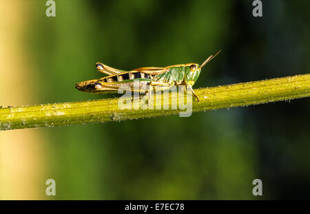 Prato GRASSHOPPER Chorthippus parallelus su un peduncolo vegetale Foto Stock