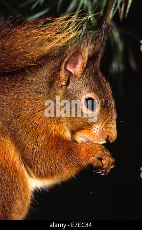 RED scoiattolo (Sciurus vulgaris) RITRATTO E LA TESTA Foto Stock