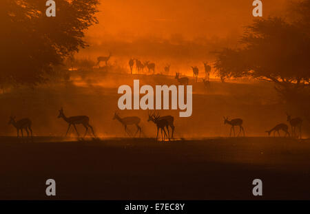 SPRINGBOK ALLEVAMENTO ALL'ALBA nel deserto del Kalahari IN SUD AFRICA Foto Stock