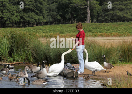 Pen stagni, Richmond Park, SW London, England, Regno Unito. Il 15 settembre 2014. Meteo REGNO UNITO: una signora canto alimenta i cigni, come una varietà di oche e anatre e uccelli di attendere il loro turno al Pen stagni. Credito: Julia Gavin UK/Alamy Live News Foto Stock