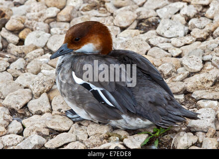 Anatra Smew ( femmina mergellus albellus) Foto Stock