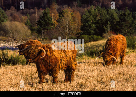 Giovani bovini Highland pascolare in un campo di stoppie ABERDEENSHIRE IN SCOZIA Foto Stock