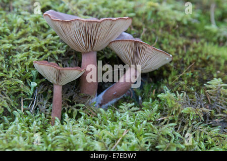 Tre Lactarius Rufus funghi in una foresta finlandese Foto Stock