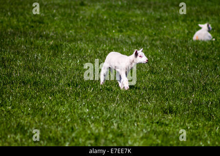 Giovane Agnello camminando in Yorkshire Dales, Inghilterra Foto Stock