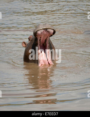 Hippo in fiume-colpo alla testa con la bocca aperta Foto Stock