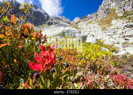 Mirtilli neri in Autunno in Val d' Arpette nelle Alpi Svizzere. Foto Stock