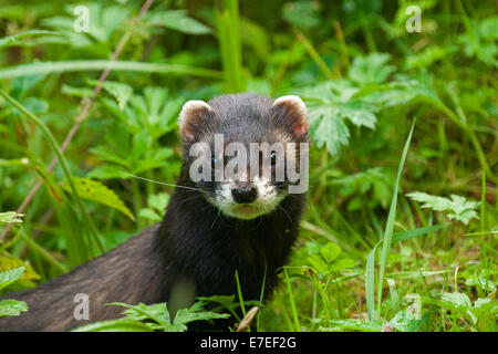 Close up polecat europea (Mustela putorius) caccia nella prateria Foto Stock