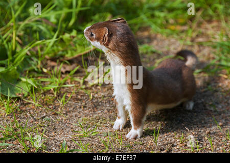 Ermellino / corto-tailed donnola (Mustela erminea) in cerca di preda in Prato Foto Stock
