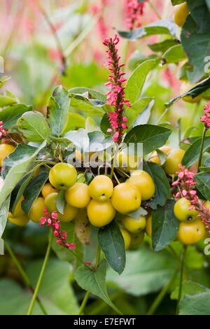 Malus x zumi " Golden Hornet'. Crab Apple frutti in autunno. Foto Stock