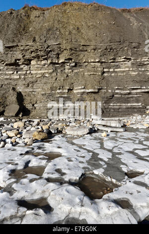 Pavimentazione in calcare del Lias Inferiore formazione impaccata con ammonita fossili. Su Jurassic Coast di Dorset, una famosa in tutto il mondo fos Foto Stock