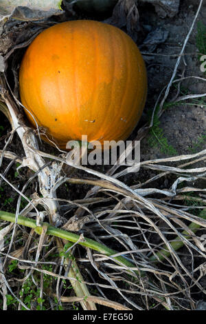 La Cucurbita pepo. La Zucca in un orto in Inghilterra Foto Stock