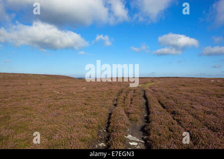 Le vie attraverso la fioritura viola heather sulla North York Moors sotto un azzurro cielo molto nuvoloso in autunno Foto Stock