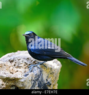 Colore blu, uccello maschio bianco-tailed Robin (Myiomela leucura), in piedi sul log, Profilo laterale Foto Stock