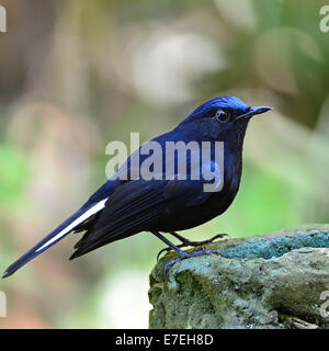 Colore blu, uccello maschio bianco-tailed Robin (Myiomela leucura), in piedi sulla roccia, Profilo laterale Foto Stock