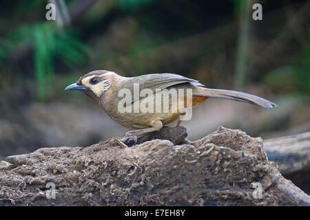 Uccello marrone, bianco-browed Laughingthrush (Pterorhinus sannio), rara specie di uccello Laughingthrush, in piedi sul log, laterale Foto Stock