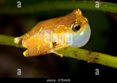 Sarayacu Treefrog (Dendropsophus sarayacuensis). Chiamata maschio. Foto Stock