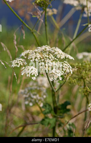 'La cicuta acqua dropwort' 'oenanthe crocata' nel suo ambiente Foto Stock