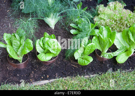 Giardino - Giardino Hedgehog - Vista del giardino con lattuga gioiellino crescente in tubi di rame per slug e va a passo di lumaca Foto Stock