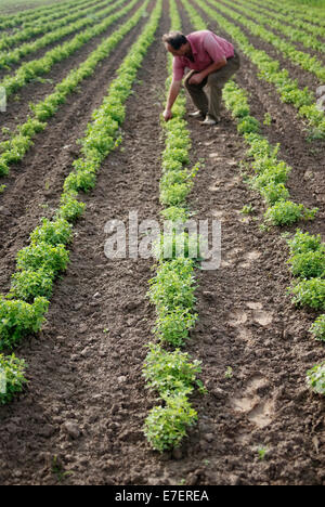 L'agricoltore maschio è accovacciato tra patch sulla piantagione di organico. Foto Stock