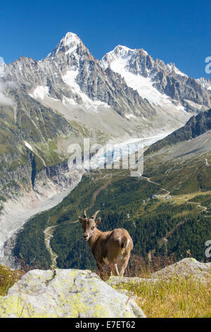 Ibex, Capra ibex sulla Aiguille rouge al di sopra di Chamonix, Francia, nella parte anteriore del rapidamente ritirandosi Argentiere ghiacciaio. Foto Stock