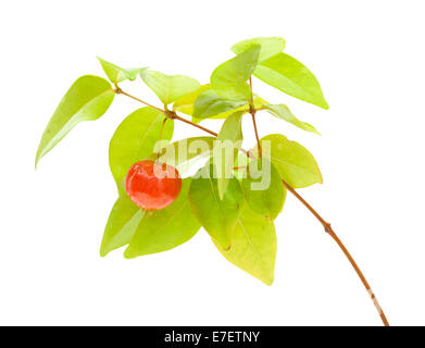 Eugenia uniflora frutto su un ramo isolato su sfondo bianco Foto Stock