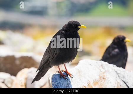 Gracchi alpini, Pyrrhocorax graculus, sulla Aiguille rouge, Francia. Foto Stock