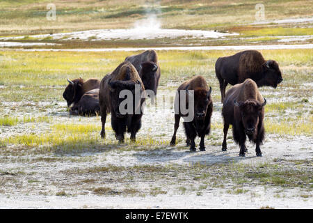 Vista frontale di angry North American Buffalo fissando direttamente in avanti mentre pascolando nella prateria vicino a una primavera calda Foto Stock