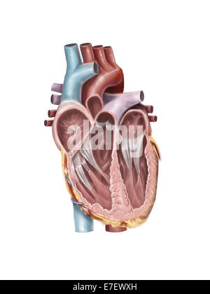 Vista interna del cuore umano. Foto Stock