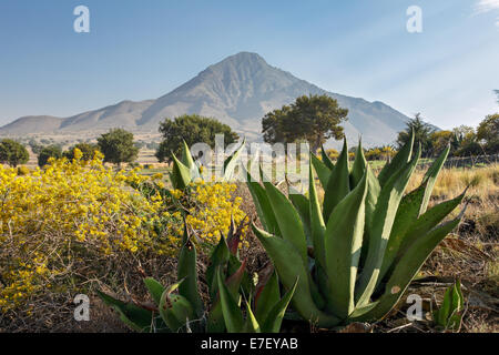 Agave blu cactus e fiori di campo nei pressi di La Cantona rovine a Puebla, in Messico. Foto Stock