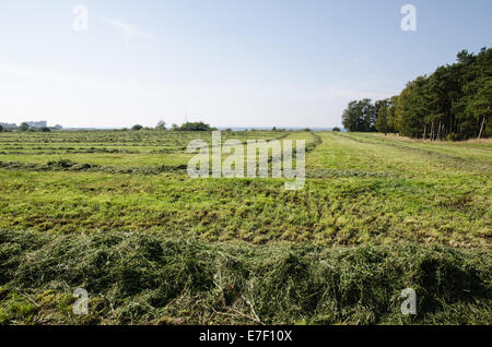 Tagliare essiccazione del fieno in righe a un campo verde Foto Stock