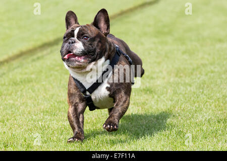 Bulldog francese corre su un prato Foto Stock