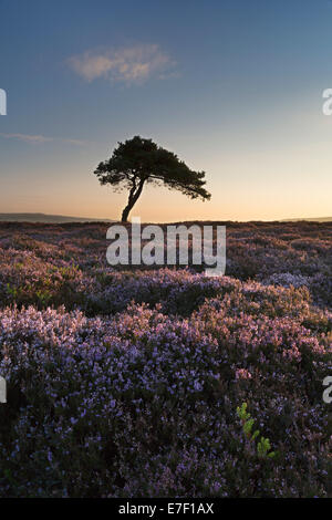 Un lone tree si erge circondato da heather su Egton Moor, North Yorkshire Moors, Inghilterra. Foto Stock