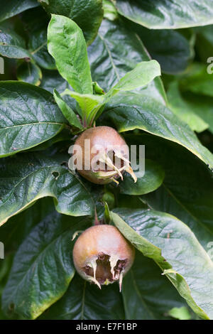 Mespilus germanica. Nespola frutto sull'albero. Foto Stock