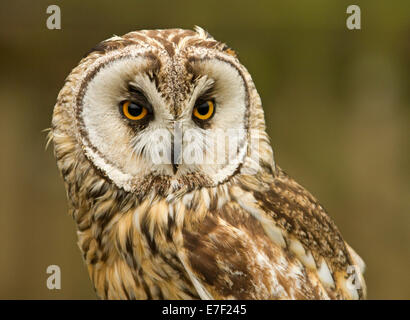 Close-up di faccia di allocco Strix aluco, al mondo Owl Centro a Muncaster Castle vicino Ravenglass, Cumbria, Inghilterra Foto Stock