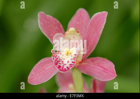 Barca (orchidee Cymbidium sp.), fiore, Germania Foto Stock