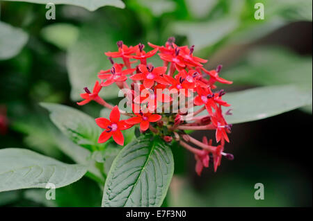 Starcluster egiziano (Pentas lanceolata), fiori, nativo di Africa tropicale e la penisola araba, piante ornamentali Foto Stock