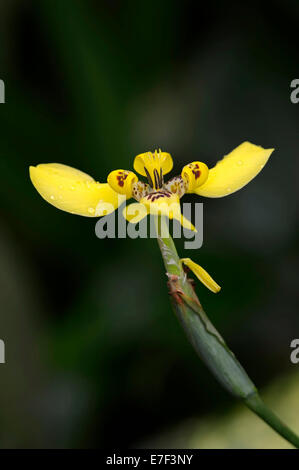 Martinica Trimezia o giallo Iris a piedi (Trimezia martinicensis), fiore, originario del Sud America Foto Stock