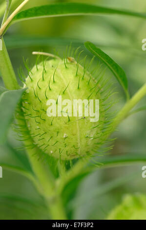 Stretto di foglie di boccola di cotone o Milkweed (Gomphocarpus fruticosus, Asclepias fruticosa), frutta, originario dell'Africa del sud, est Foto Stock