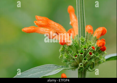 Lion's orecchio (Leonotis leonurus), fiori, nativo di Africa tropicale Foto Stock