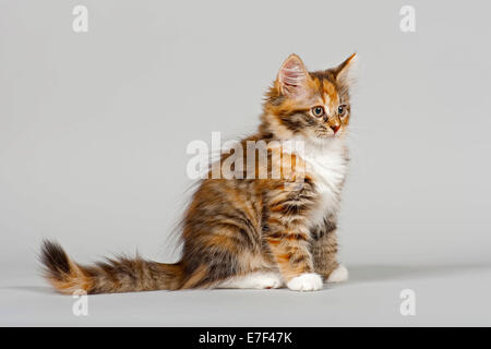 Foresta siberiana Cat, gattino, 7 settimane Foto Stock