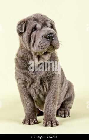 Shar Pei cucciolo maschio, 8 settimane, colore blu Foto Stock