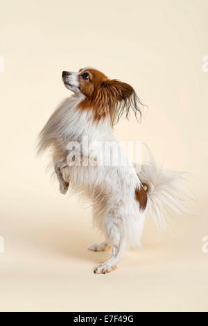 Papillon cane, maschio, 7 anni, colore bianco sable Foto Stock