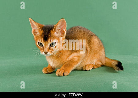 Gattino abissino, rubicondo Foto Stock