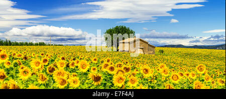 Bellissimo paesaggio con campo di girasole su nuvoloso cielo azzurro e sole luminoso luci Foto Stock