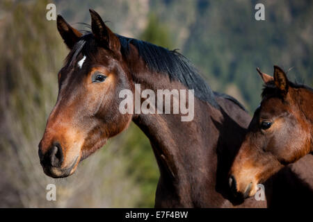 Warmblood austriaco, Bay, ritratto, con yearling, curioso, Tirolo del nord, Austria Foto Stock