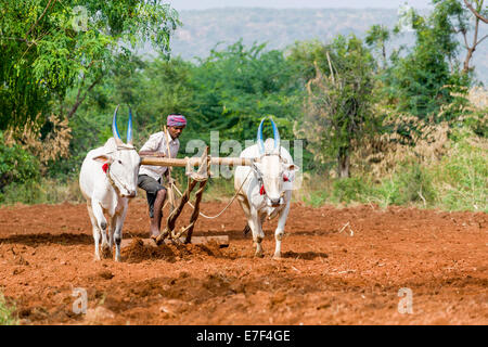 Un agricoltore è l'aratura di un campo con i buoi bianchi tirando l'aratro, Aihole, Karnataka, India Foto Stock