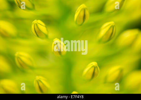 Mullein Denseflower (Molène densiflorum), macro shot, dettaglio Foto Stock